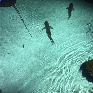 Meet your Posher, Dameone